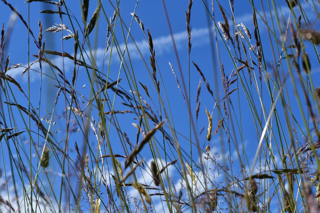 2019-08 Savoie/La Tuile/DSC_1576.JPG